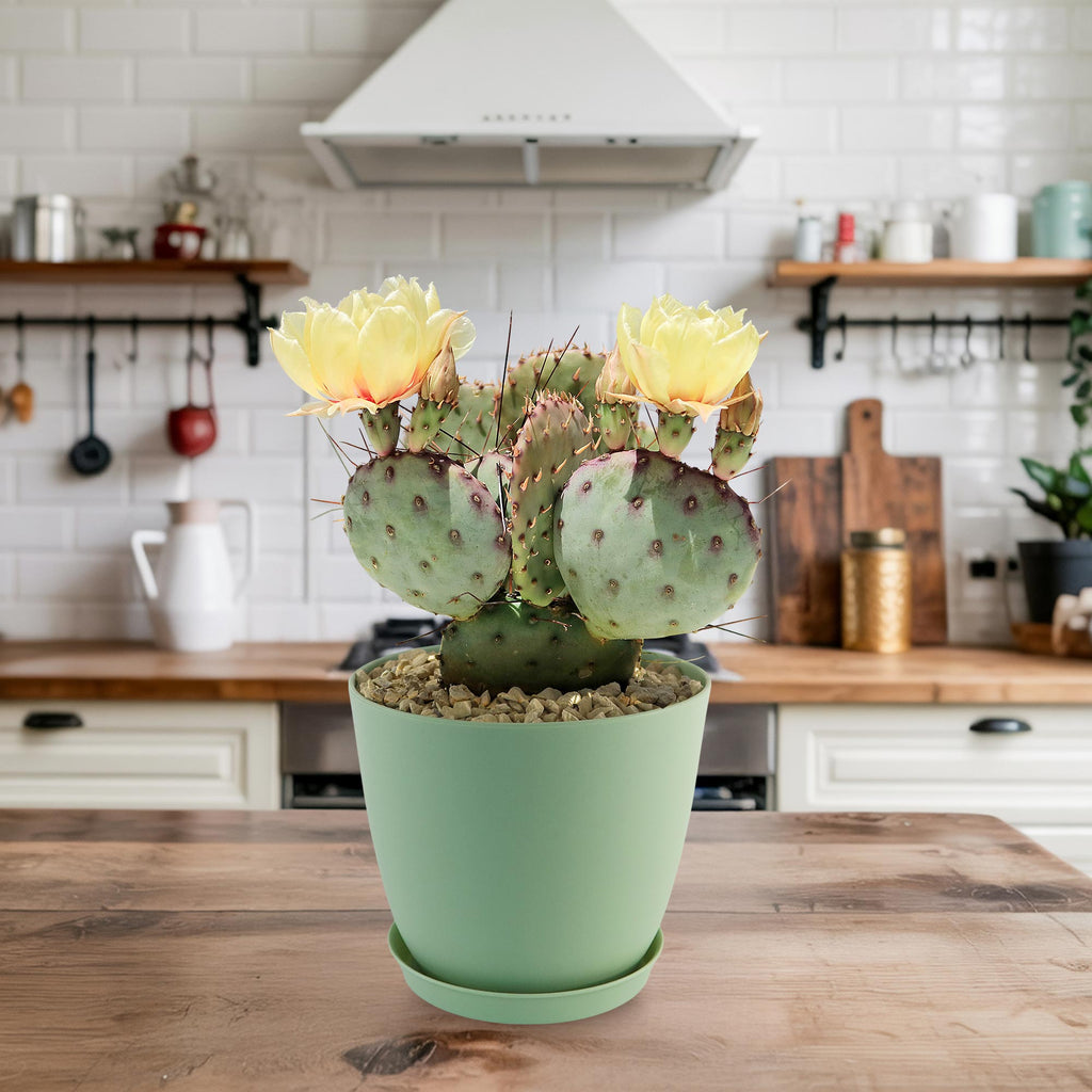 Opuntia Santa Rita Prickly Pear