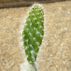 Opuntia Snow Fuzzy