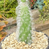 Opuntia Snow Fuzzy