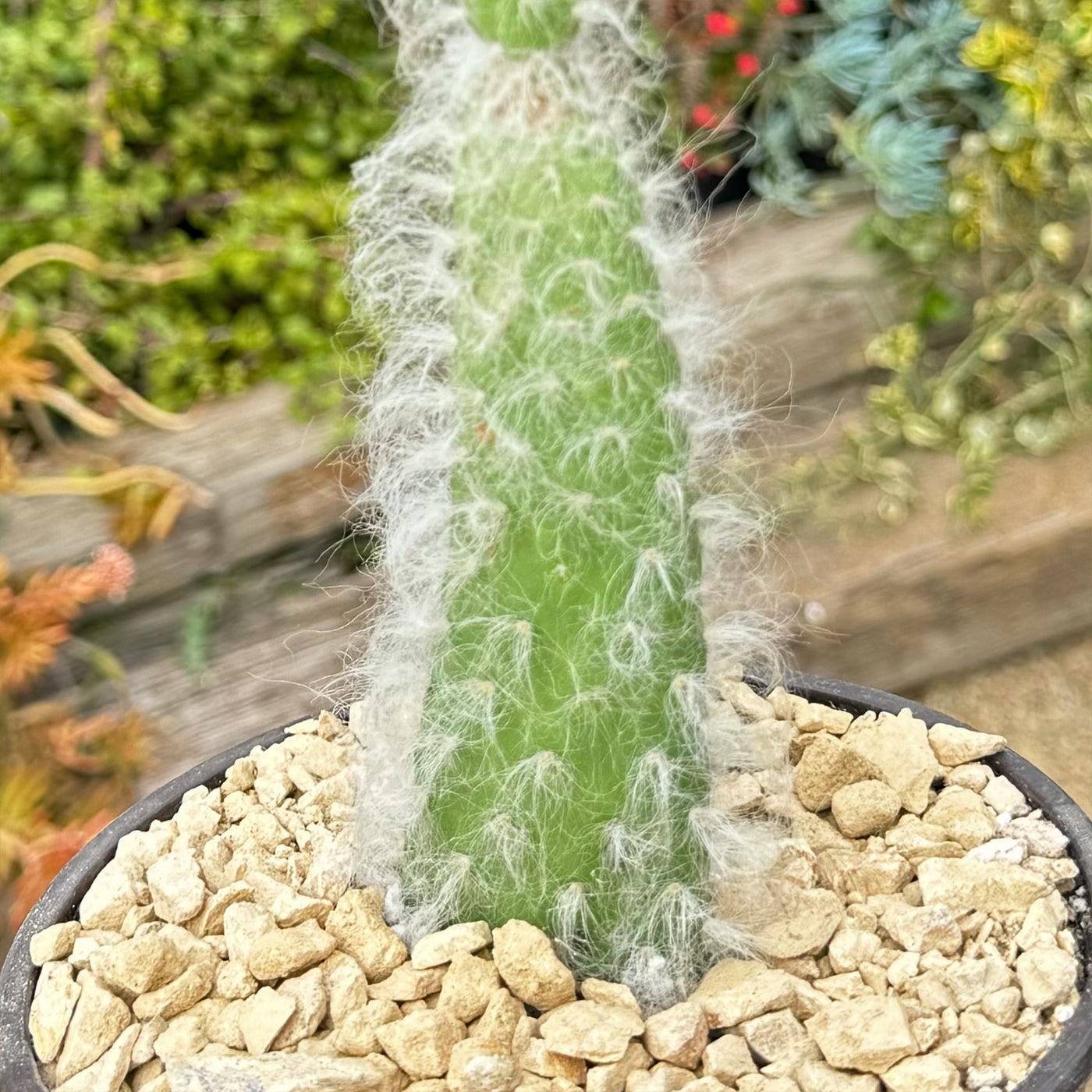 fuzzy snake cactus plant Opuntia Snow Fuzzy – Planet Desert