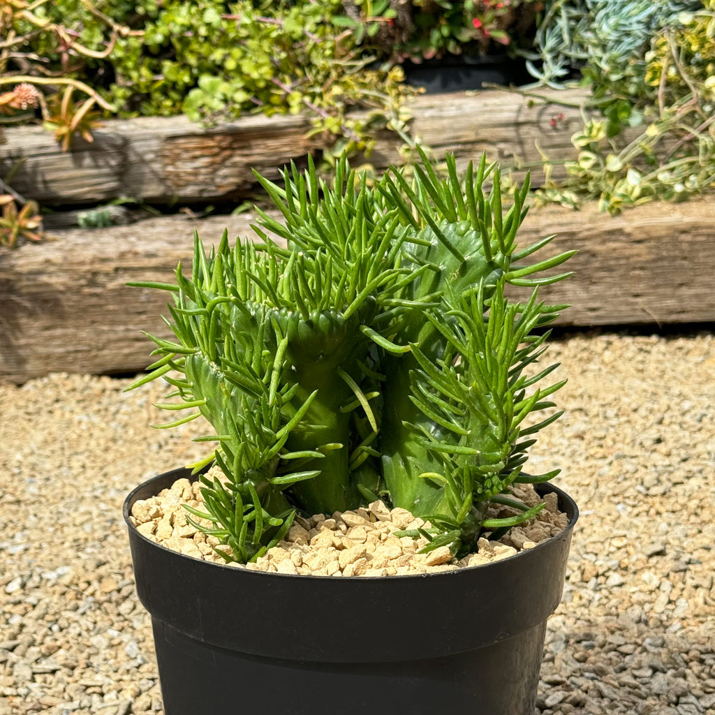 Opuntia subulata cristata