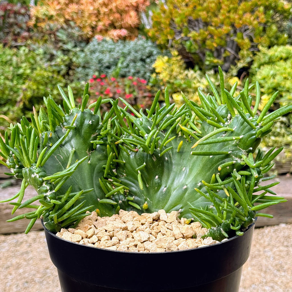 Opuntia subulata cristata