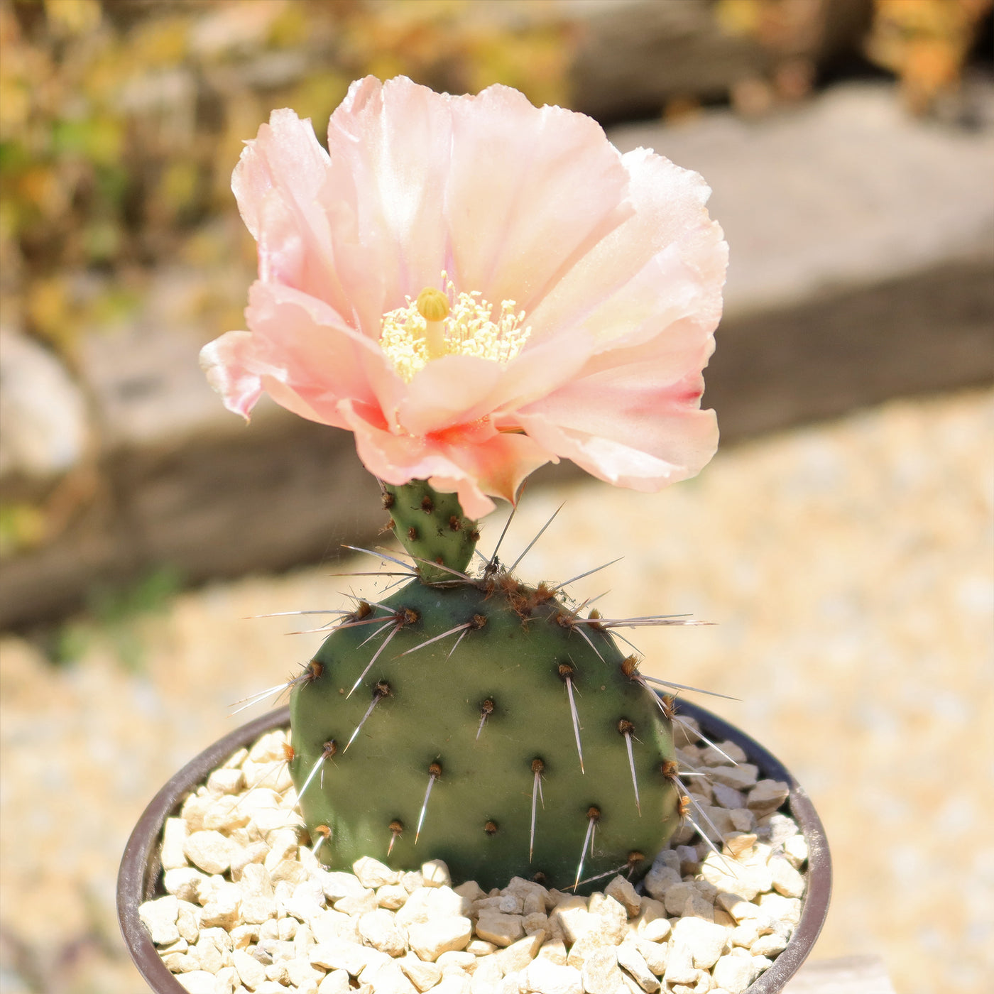 Opuntia Party Favor