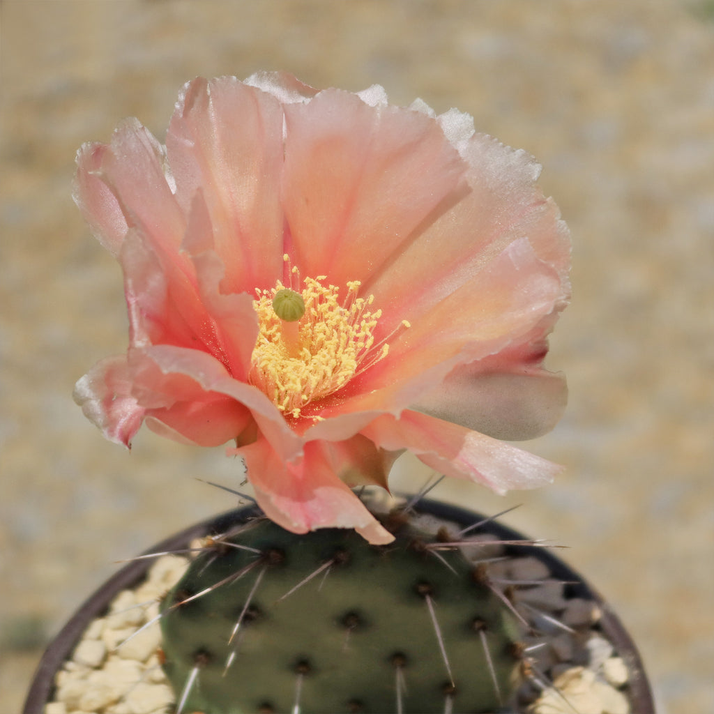 Opuntia Party Favor