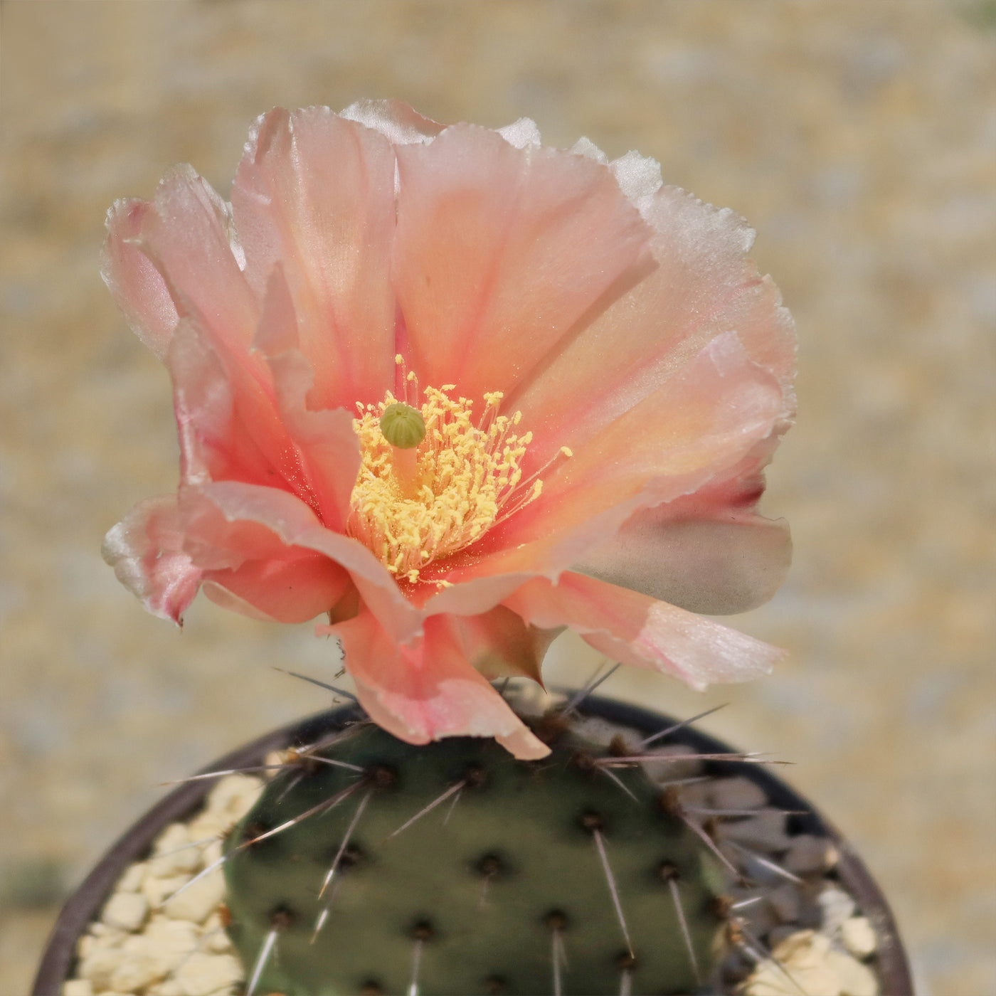 Opuntia Party Favor