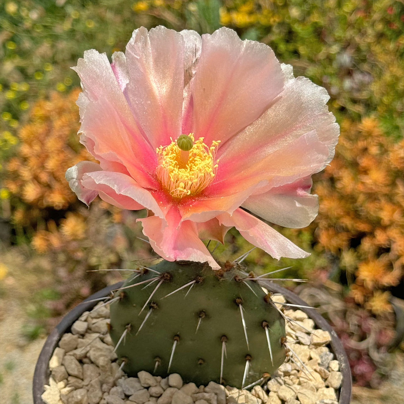 Opuntia Party Favor