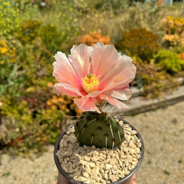 Opuntia-Utahensis-Hybrid-Party