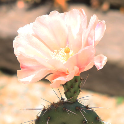 Opuntia Party Favor