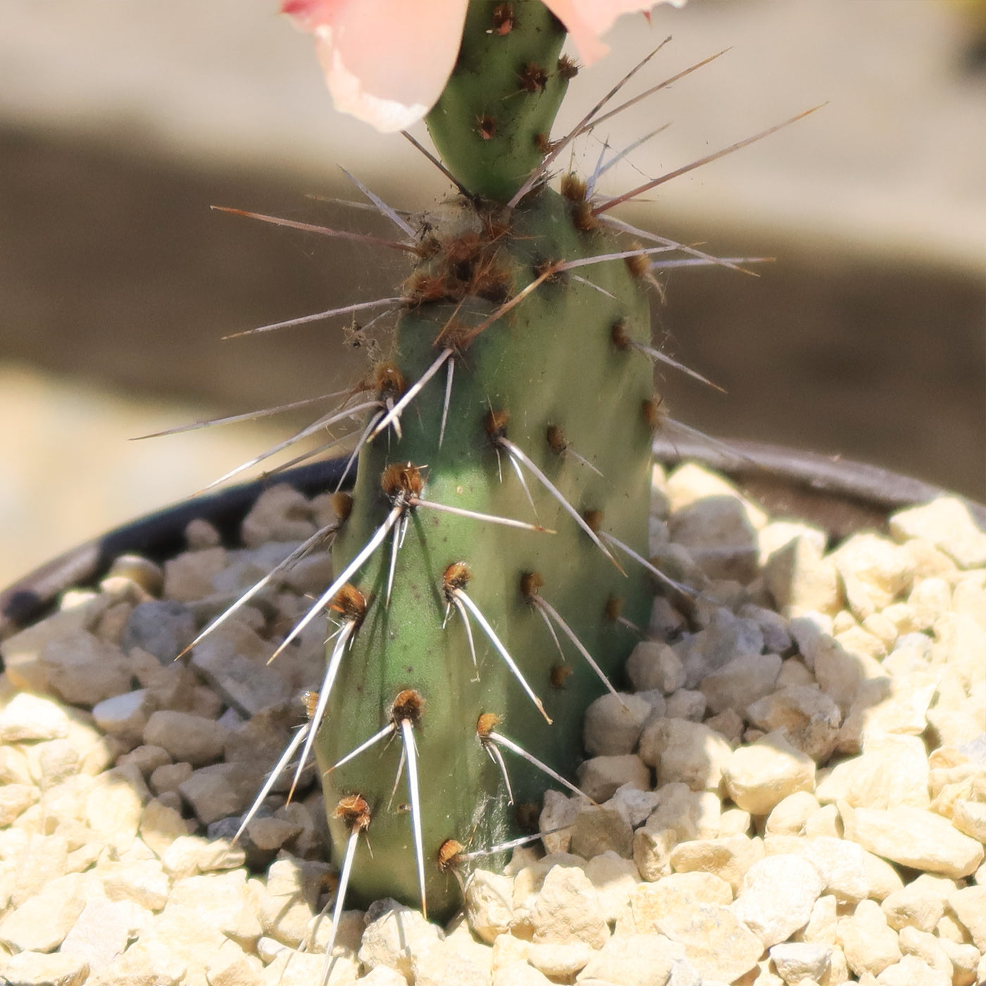 Opuntia Party Favor