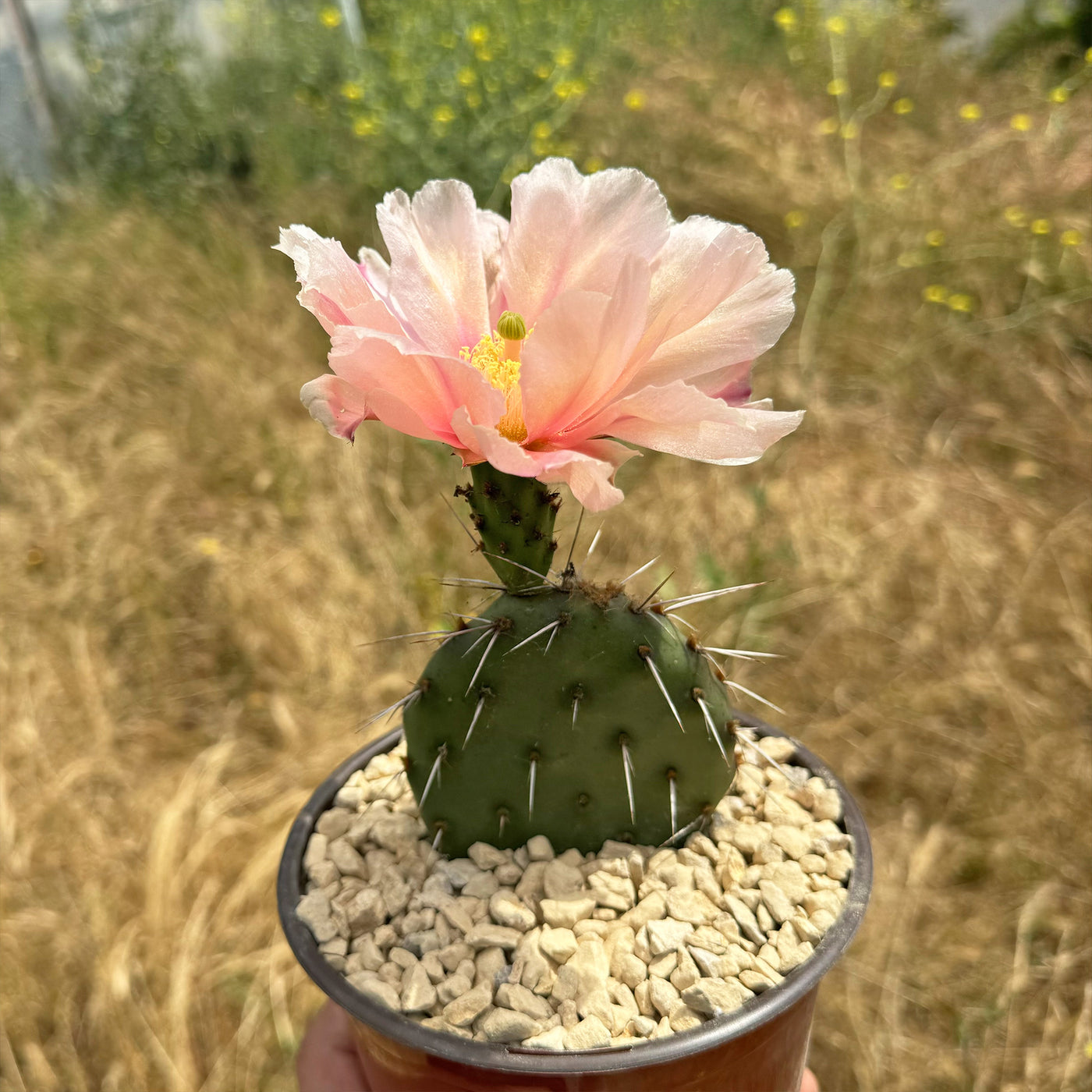 Opuntia Party Favor