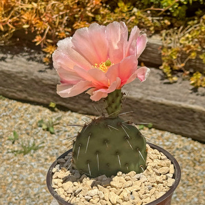 Opuntia Party Favor