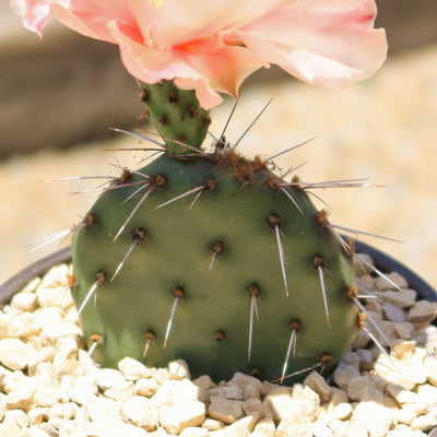 Opuntia Party Favor