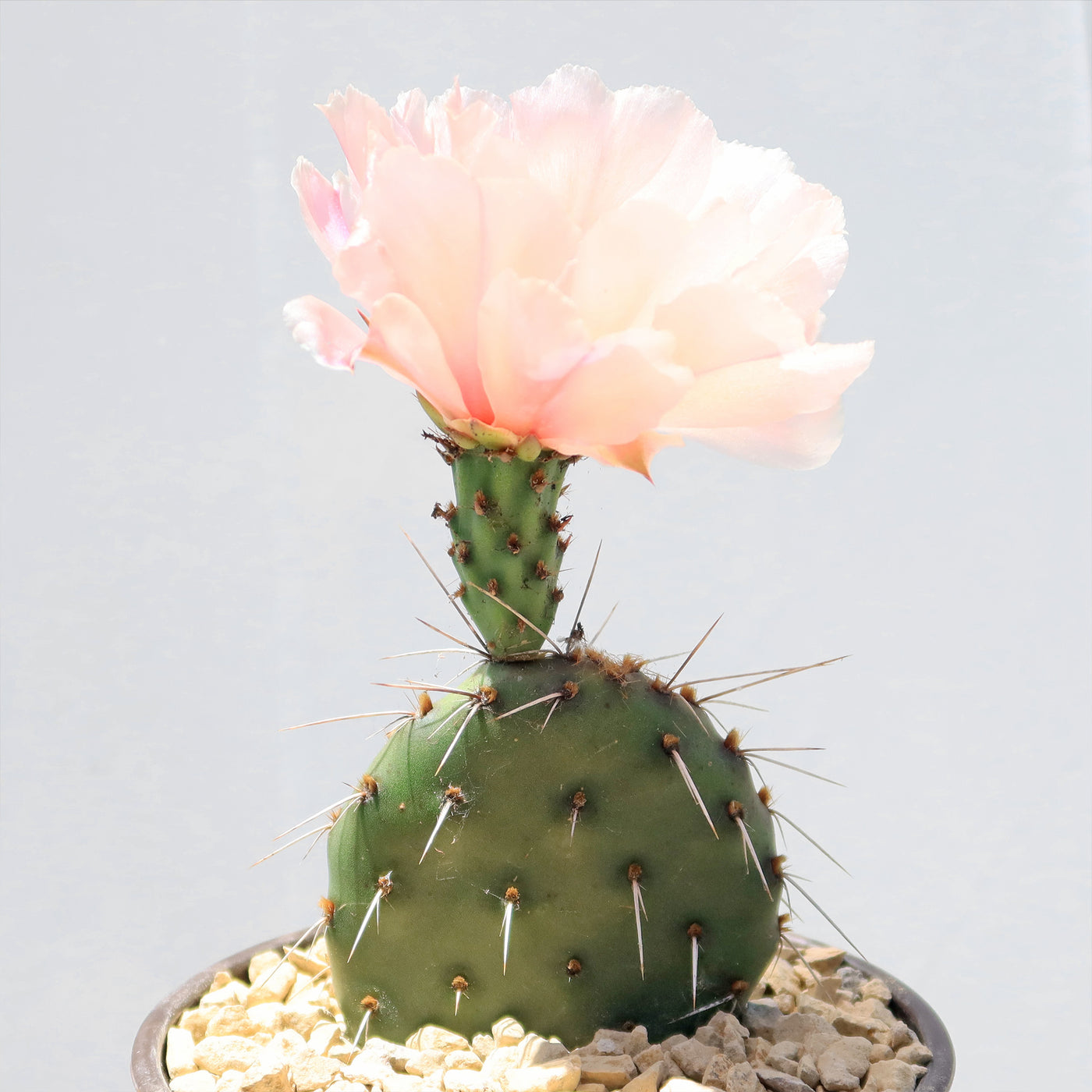 Opuntia Party Favor