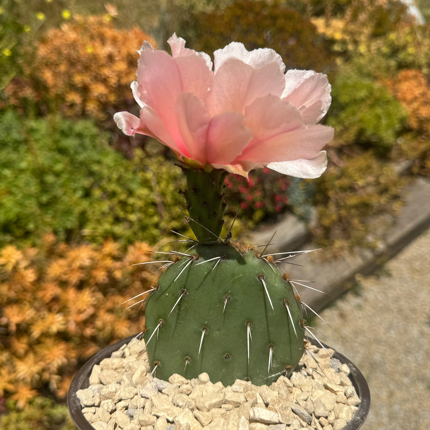 Opuntia Party Favor