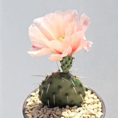 Opuntia Party Favor