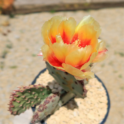 Opuntia 'Amethyst Wave'