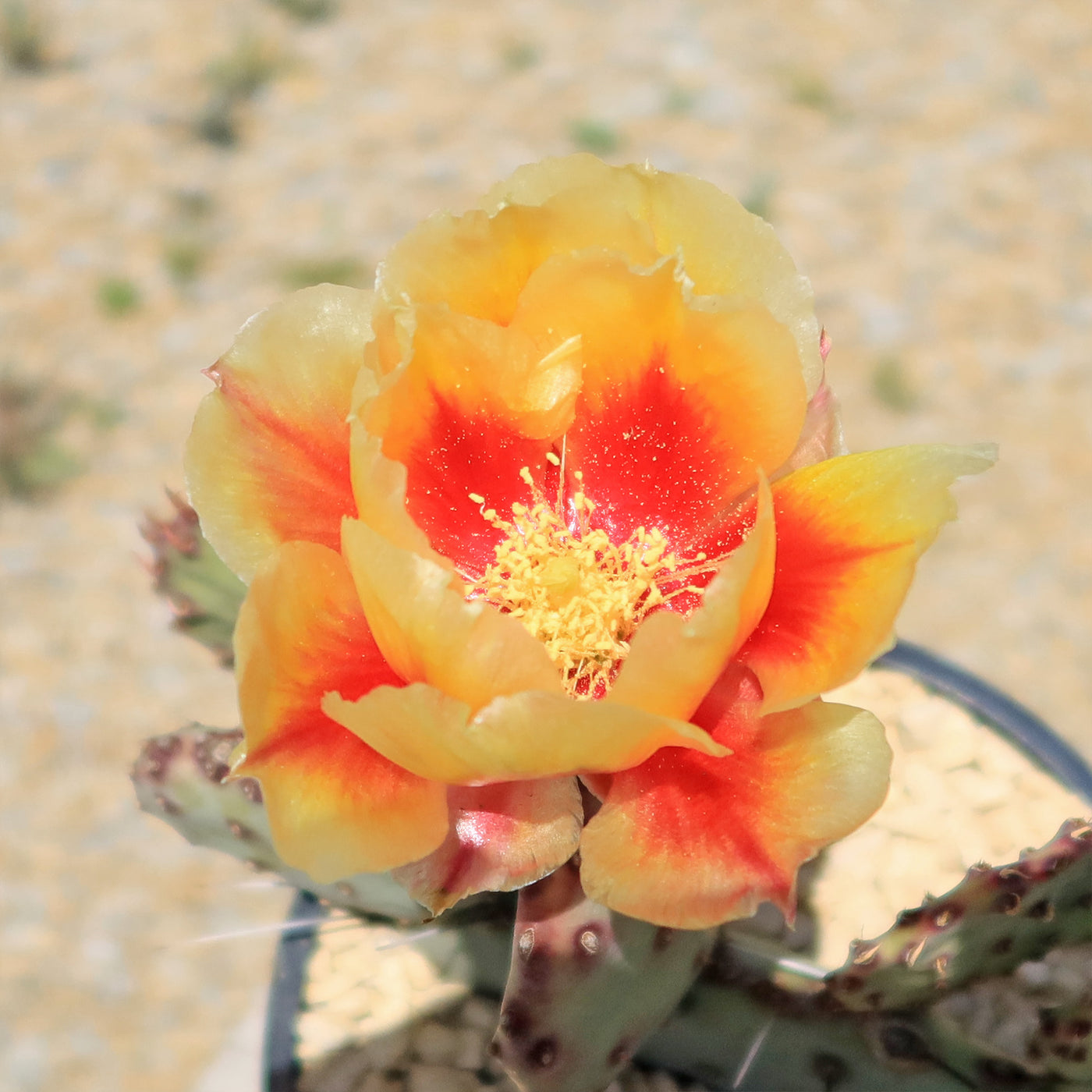 Opuntia 'Amethyst Wave'