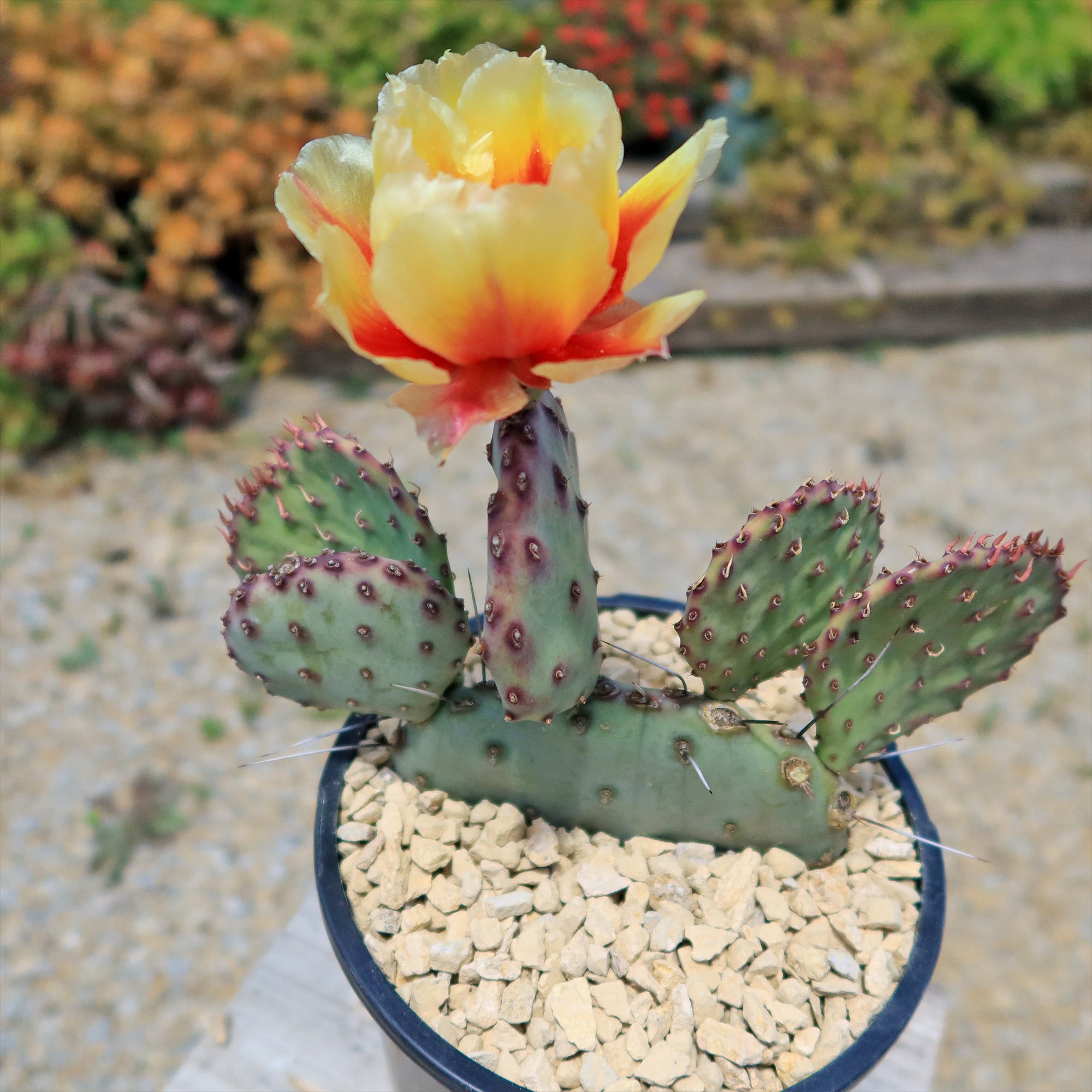 Opuntia 'Amethyst Wave' potted prickly pear cactus with green oval pads, reddish spines, and a large yellow-orange flower on gravel.