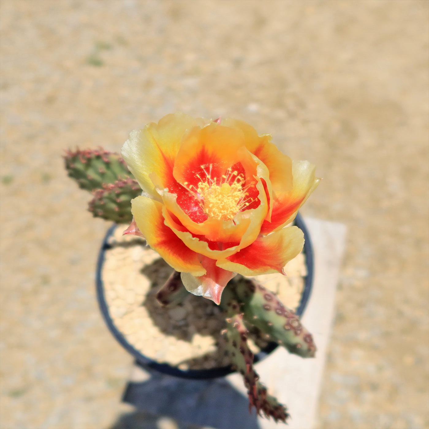 Amethyst Wave Opuntia 'Amethyst Wave'- Shop Online at Planet Desert