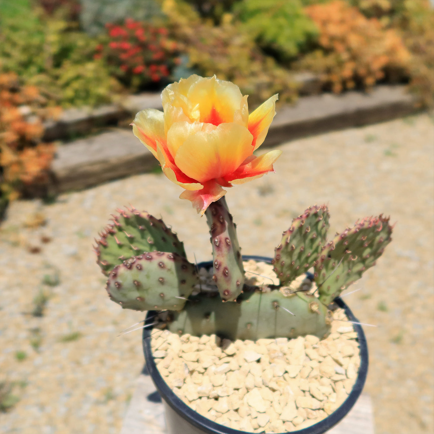 prickly pear cactus sunlight Opuntia 'Amethyst Wave'- Shop Online at Planet Desert