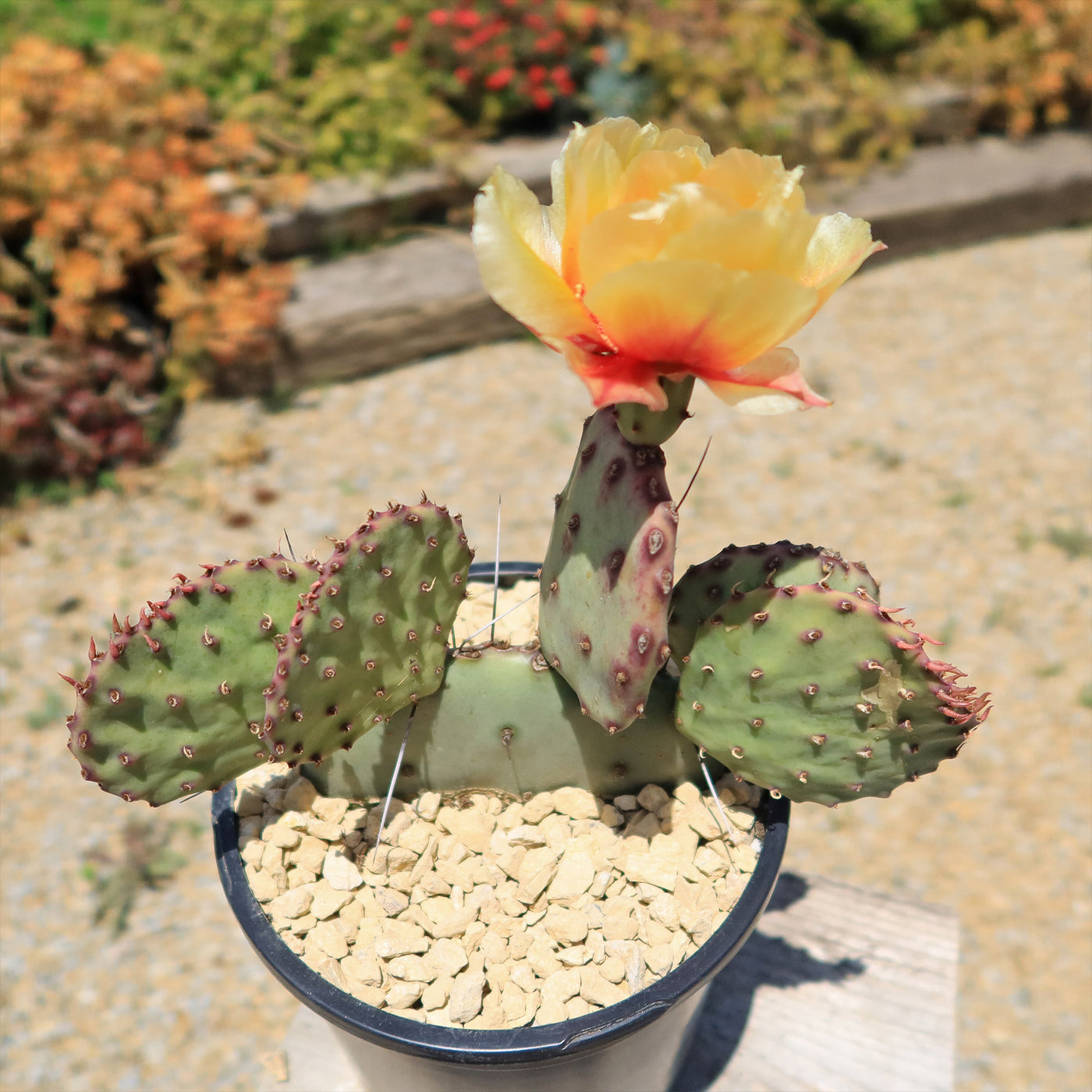 prickly pear cactus yellow Opuntia 'Amethyst Wave'- Shop Online at Planet Desert