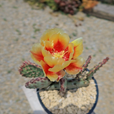 Opuntia 'Amethyst Wave'