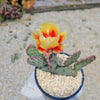 Opuntia &