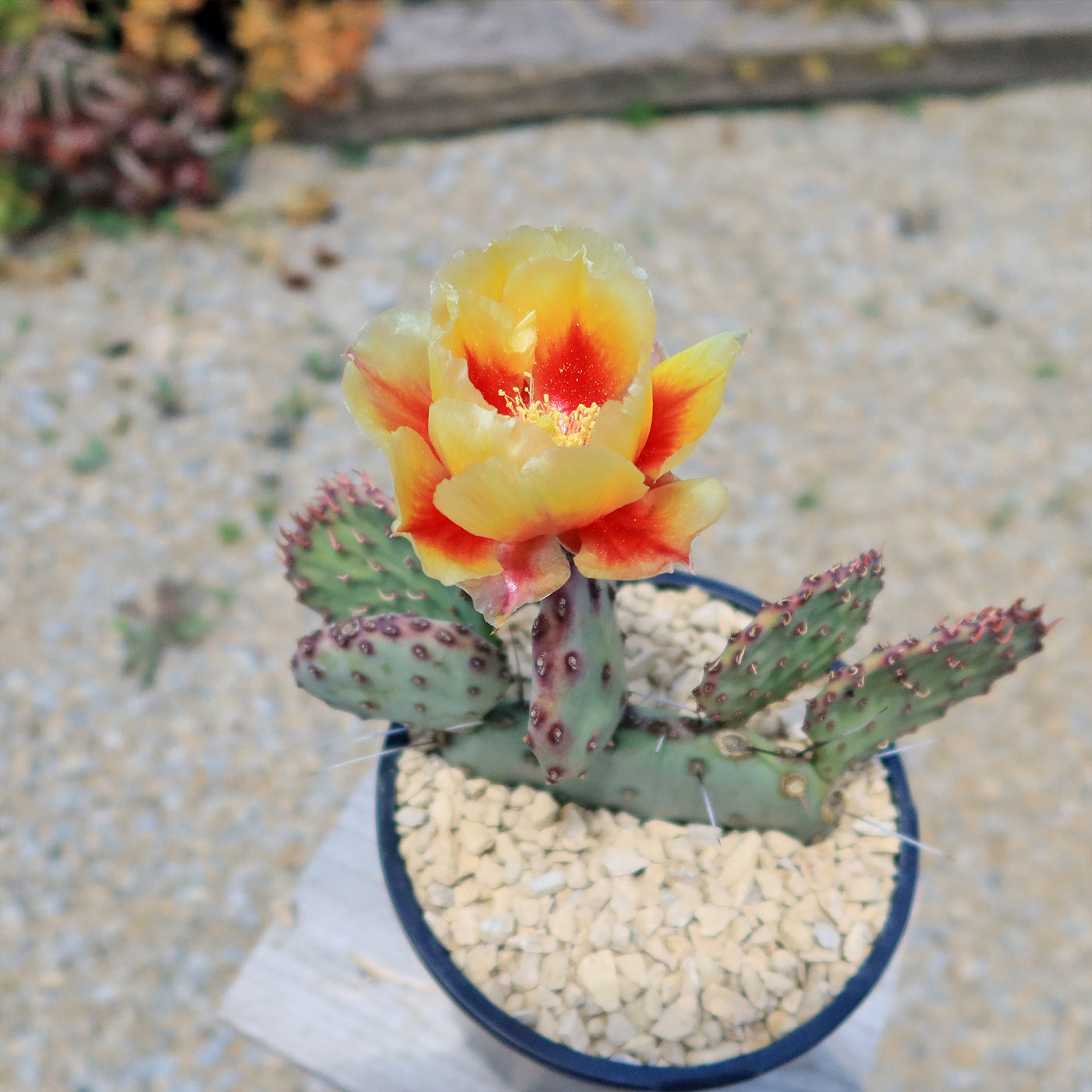 Opuntia 'Amethyst Wave'