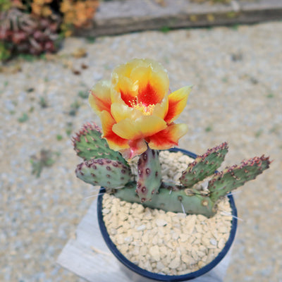 Opuntia 'Amethyst Wave'