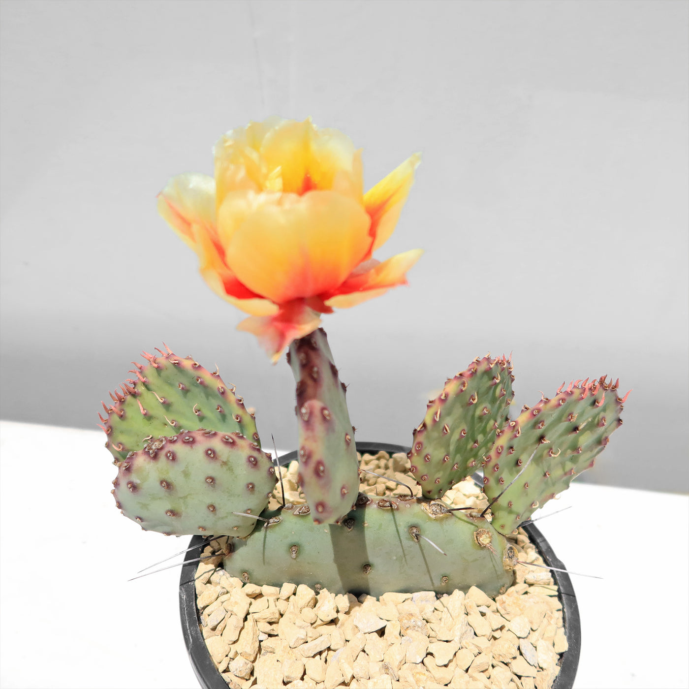 Amethyst Wave Opuntia 'Amethyst Wave'- Shop Online at Planet Desert