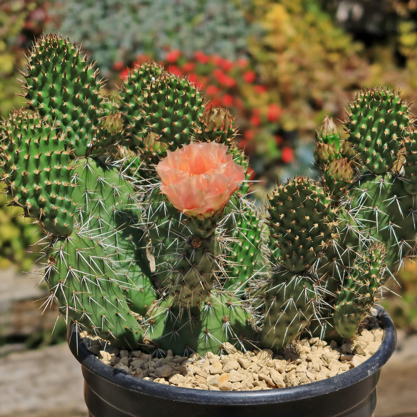 peach succulents Shop 'Winter Hardy Cactus - Opuntia Grand Mesa Peach' Care and Growing Guide