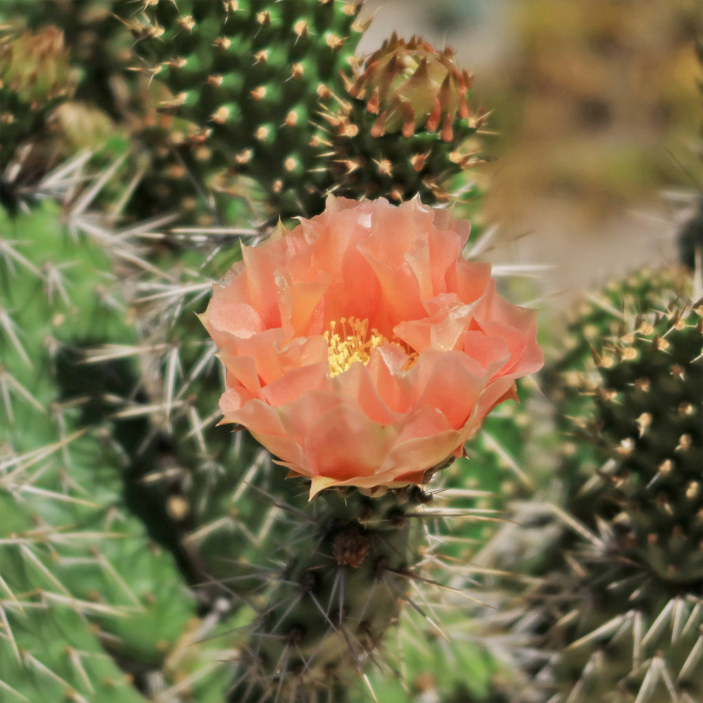 Opuntia Grand Mesa Peach