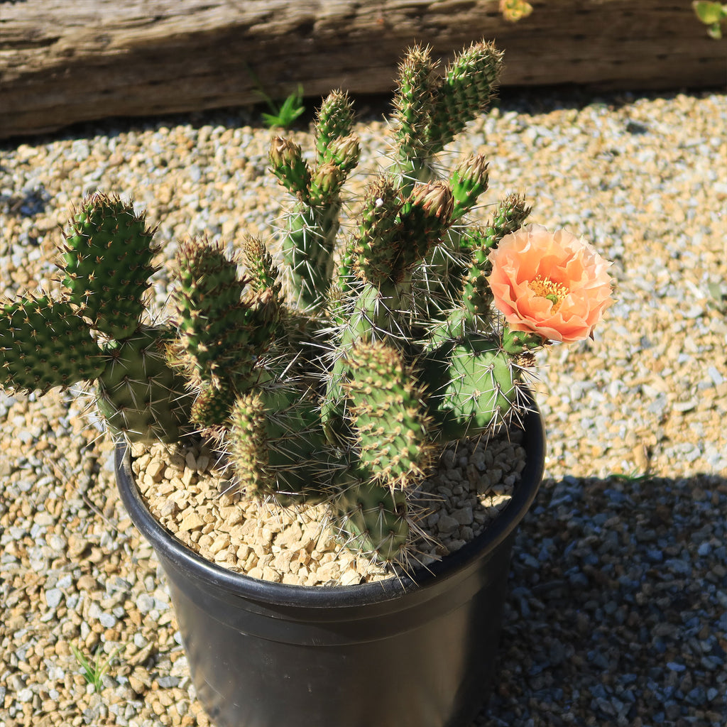 Opuntia Grand Mesa Peach