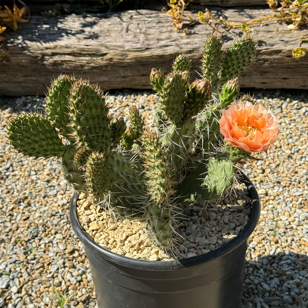Opuntia Grand Mesa Peach
