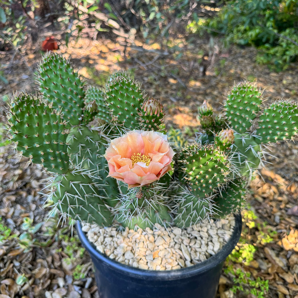 Opuntia Grand Mesa Peach
