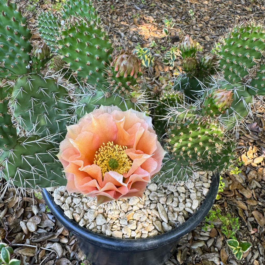 Opuntia Grand Mesa Peach