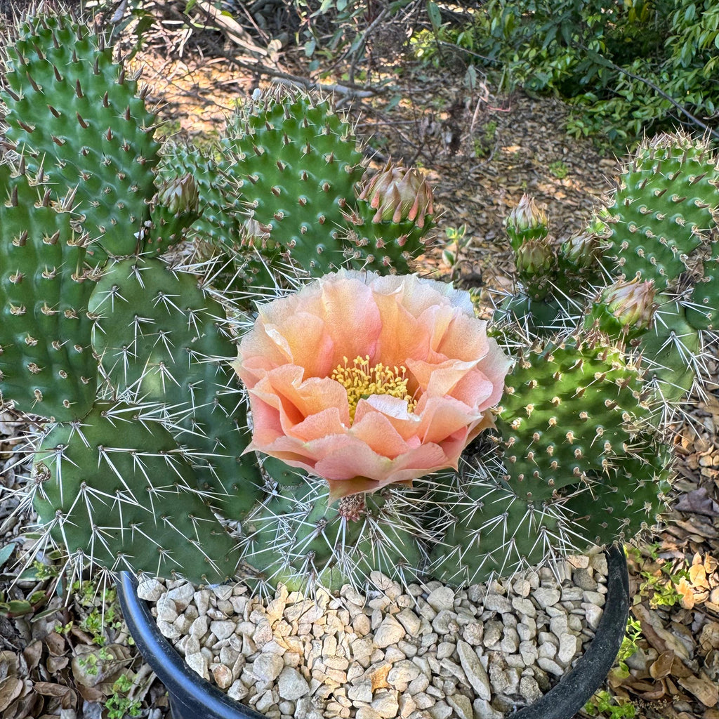 Opuntia Grand Mesa Peach