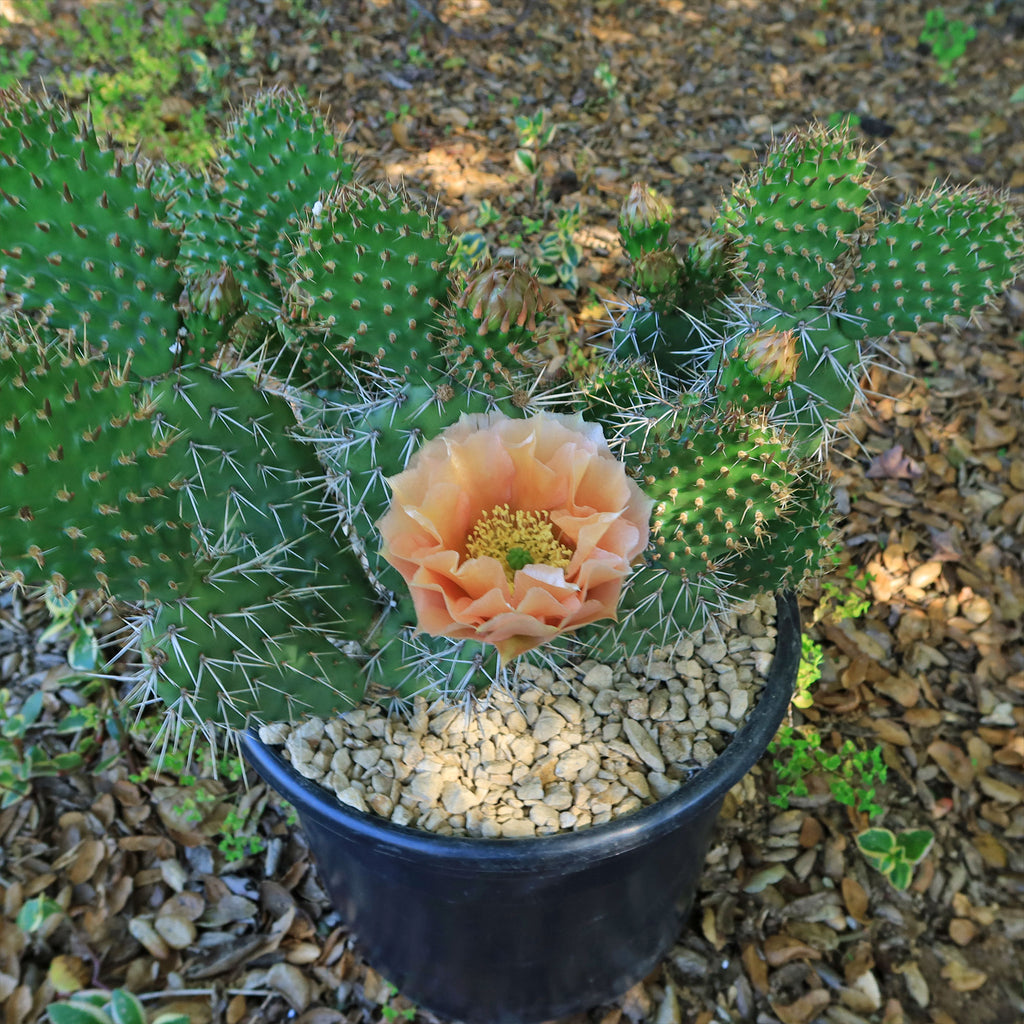 Opuntia Grand Mesa Peach