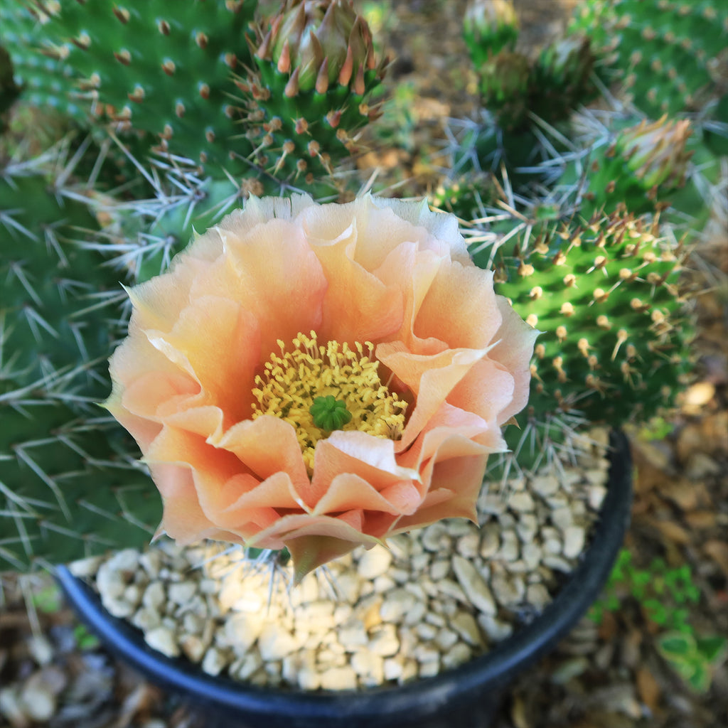 Opuntia Grand Mesa Peach