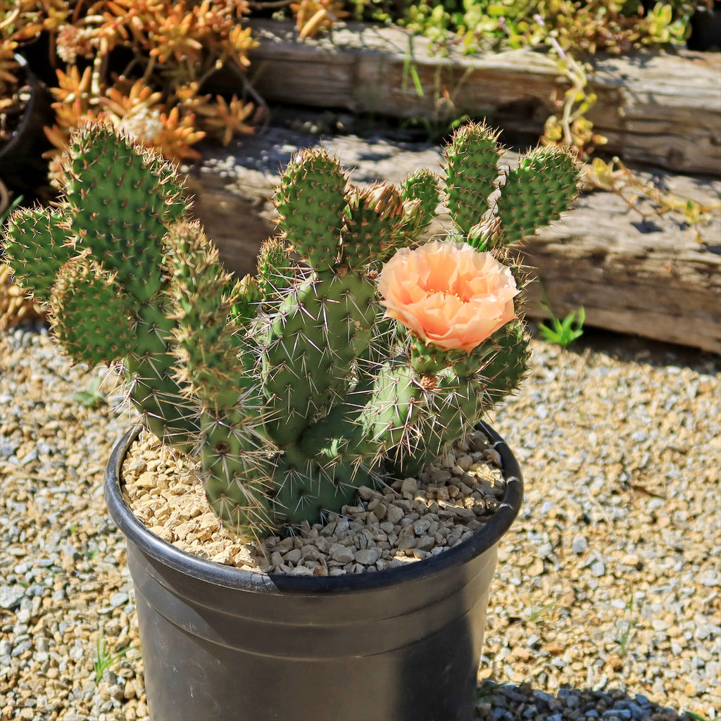 Opuntia Grand Mesa Peach