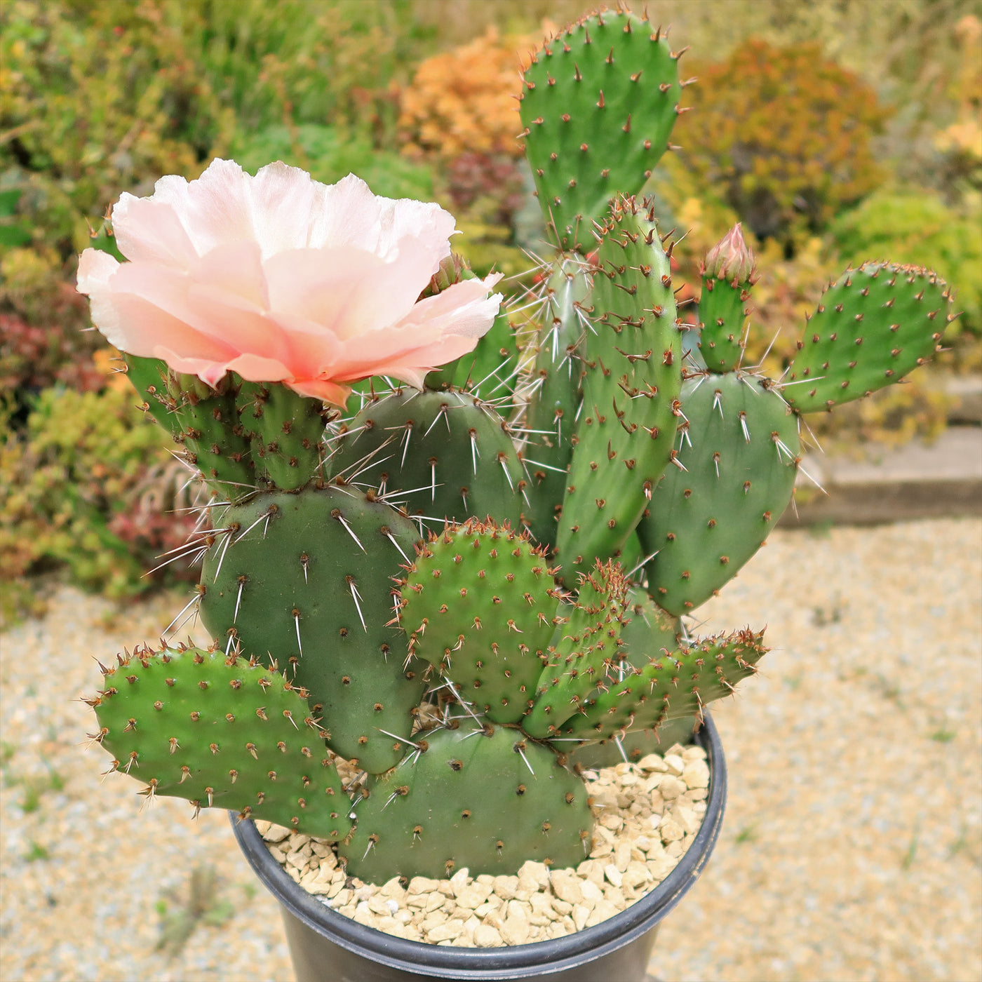 Cold Hardy Cactus ‘Opuntia Pina Colada’