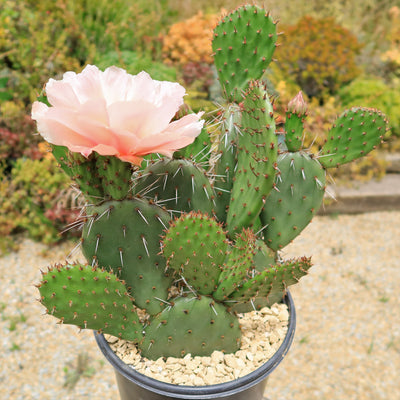 is prickly pear cactus poisonous to dogs Cold Hardy Cactus ‘Opuntia Piña Colada’