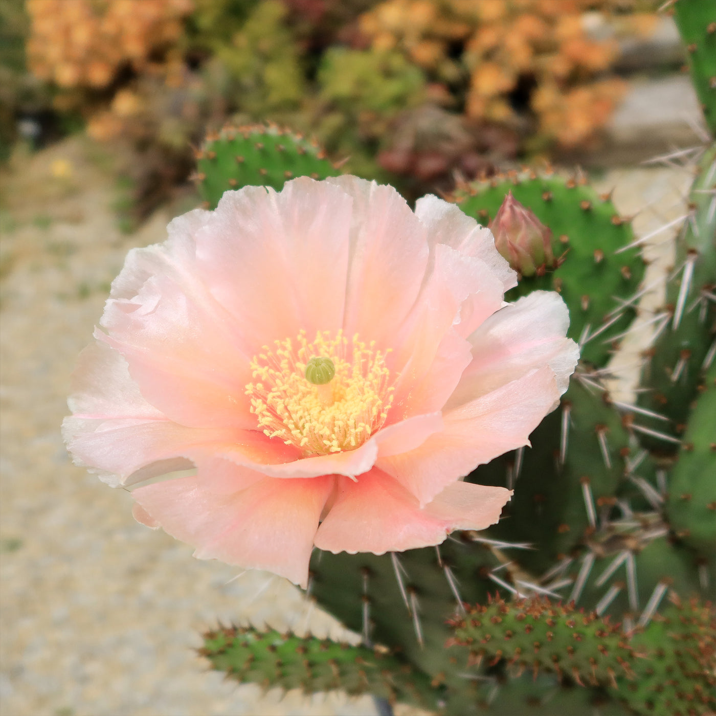 Cold Hardy Cactus ‘Opuntia Pina Colada’