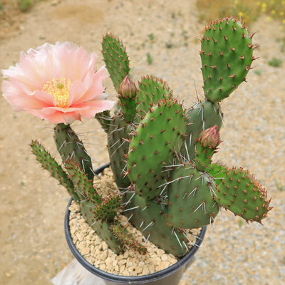 Cold Hardy Cactus ‘Opuntia Pina Colada’