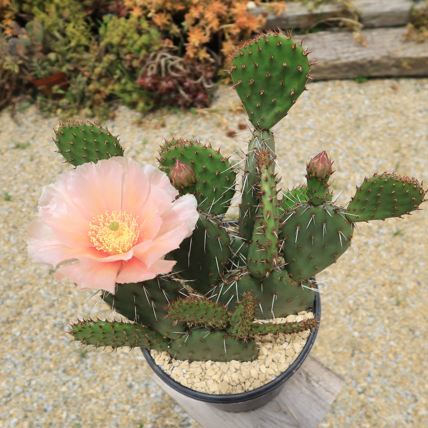 Cold Hardy Cactus ‘Opuntia Pina Colada’