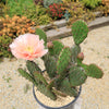 Cold Hardy Cactus ‘Opuntia Pina Colada’