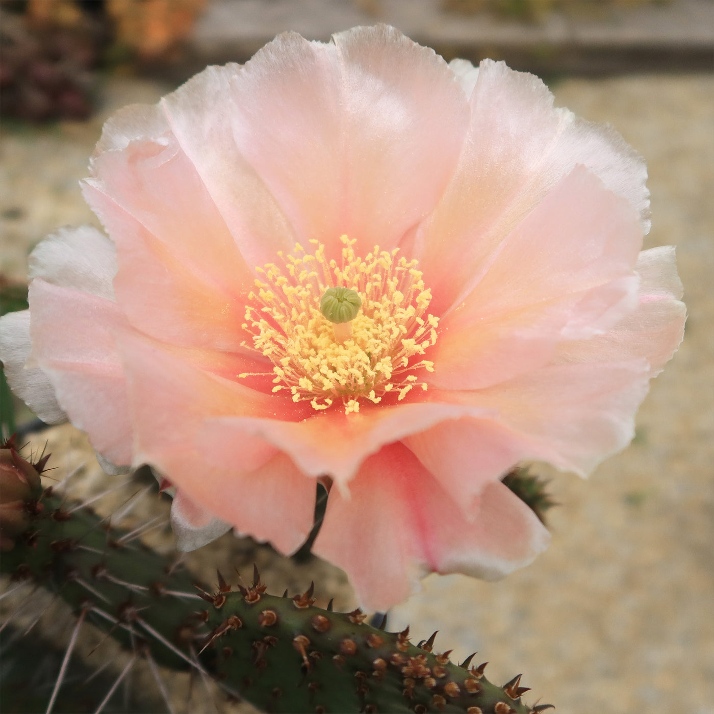 Cold Hardy Cactus ‘Opuntia Pina Colada’