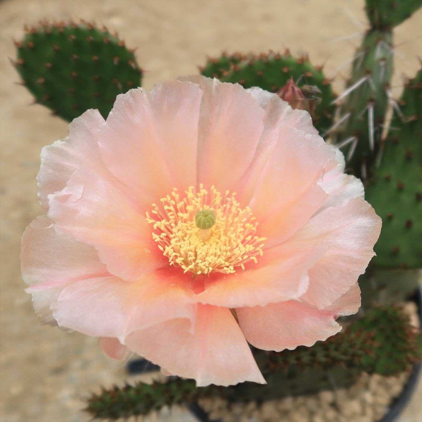 Shop ‘Cold Hardy Cactus – Opuntia Pina Colada’ Care and Growing Guide ...