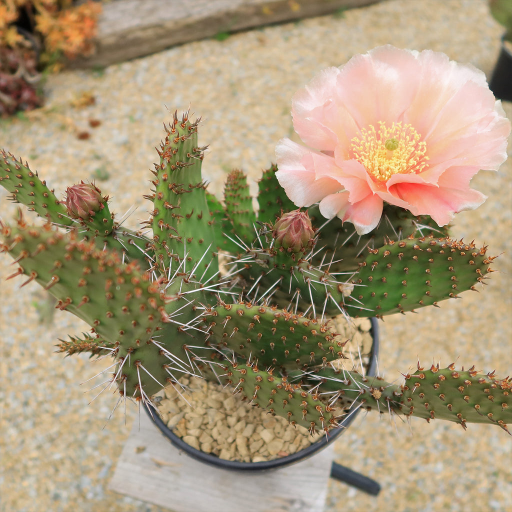 Cold Hardy Cactus ‘Opuntia Piña Colada’