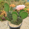 Cold Hardy Cactus ‘Opuntia Pina Colada’